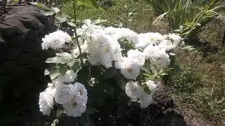 Мускусный гибрид роза НежДеЭте (Neige d'Ete) Lens, 1990
