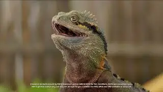 You with RACQ? Home & Contents Insurance - Water Dragons