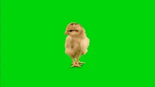 Chicken with sound Green Screen Effect HD Video Footage || Chroma key Chick