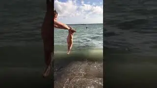 СФИНКС НА МОРЕ. ПРИКОЛЫ С ЖИВОТНЫМИ. ЗАБАВНЫЕ ПИТОМЦЫ. СМЕШНЫЕ КОТИКИ. ПРИКОЛЫ 2021. КОТИКИ. ЮМОР.