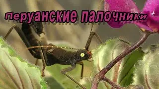 Насекомые. Перуанские палочники - Peruphasma shultei. Содержание.