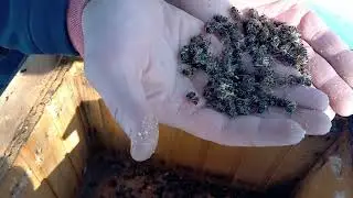 Горе Пчеловод, разбор  погибшей пчелосемьи