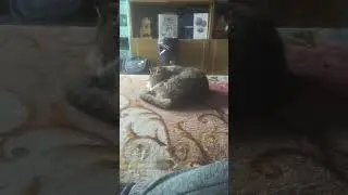 мой кот Барсик лежит