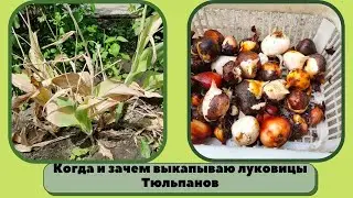 Когда и зачем выкапываю луковицы Тюльпанов