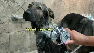 Bathing My Two German Shepherds