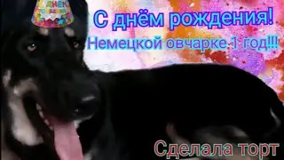 День рождения немецкой овчарки!1 ГОД Альфе!Пранк над овчаркой.Сделала торт