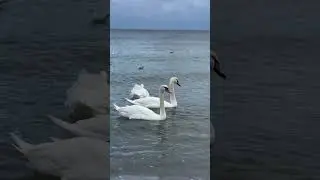 Black Sea. ￼swans #odessa #blacksea