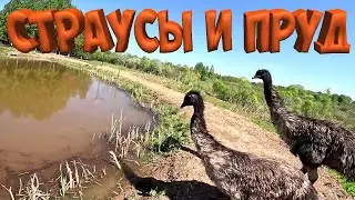 ПРУД ОТЖАЛИ СТРАУСЫ ! РЫБАЛКИ БОЛЬШЕ НЕ БУДЕТ !