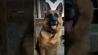 Немецкая овчарка #germanshepherd