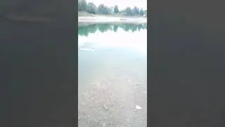 pesca storione lago sgagna