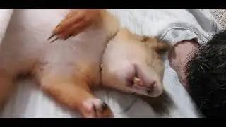 Когда белка спит 2