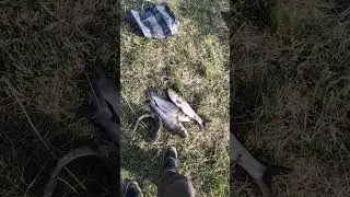 рыбалка Подмосковье на толсталоба