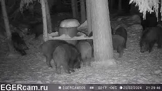 Кабаны. Как раз те у которых олени воровали корм )Всегда свежие фото и видео с фотоловушек Егерькам.