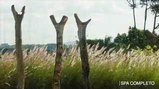 Fazenda Vila Real  | Propriedade Única