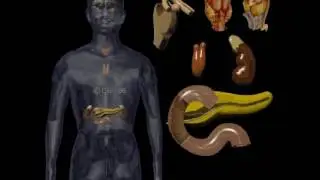 Human 3D, Эндо, 01 Эндокринная система