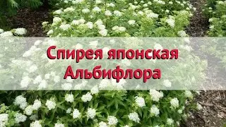 Спирея японская Альбифлора 🌿 Обзор: посадка и уход. саженцы спиреи: описание и особенности