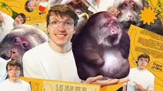 i designed a poster for this monkey and i am just oh so happy with it :)