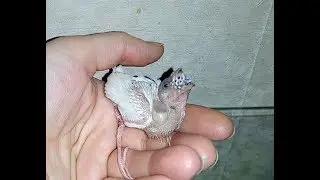 Брошенный птенец амадины гульда - ручное выкармливание. Часть 2. Gouldian amadina hand feeding