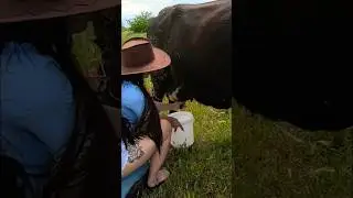 Pretty Girl milk a cows 