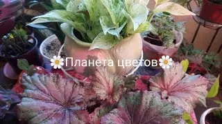 Колеусы и пеперомии