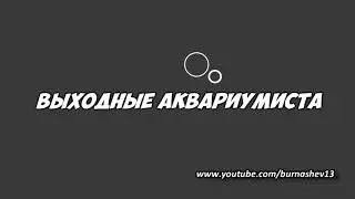 Астронотус vs НЕОН