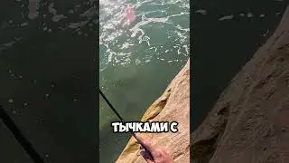 Как поймать ЛАСКИРЯ на Чёрном море??? 