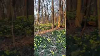 Buttercups