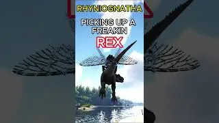 SIGMA RHYNIOGNATHA 