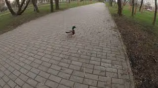 Гомель, парк Фестивальный. Природа, кормим уток. Релакс)