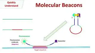 Molecular Beacons