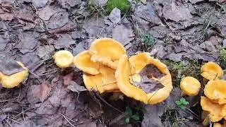 Море лисичек