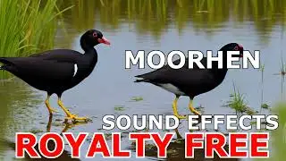 Moorhen Sound Effect Clip | Free to Use | Royalty-Free Sound Effects Collection