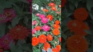 Циния низкорослая, Неприхотливые цветы #огород #flowers #garden #цветы #plants #сад