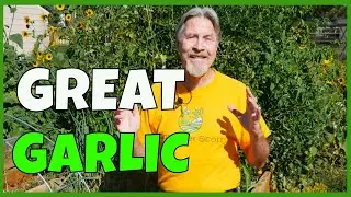 How to Choose the Best Garlic (for Planting)
