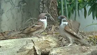 Eurasian Tree Sparrow birds bullying each other for Food. Bird Watch 03-08-2024