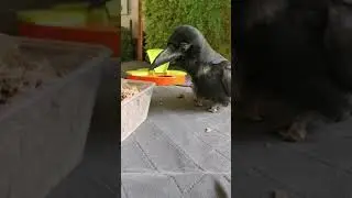 Russell the Amputated Crow has  come a long way and has such a personality ❤️