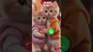 #ringtone #nadaderingtelepon #ringtones #cat #cute #funny #smartphone #music #bgm #calling