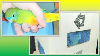 Переноска из картонной коробки. Чтобы в дороге вода не пролилась в поилке