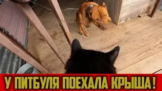 ПИТБУЛЬ ХОЧЕТ ПОРВАТЬ КОТЕНКА! У Графа лопнуло терпение! Котенок Симба в опасности!Нападение Питбуля