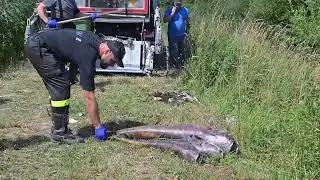 Przyducha zabija ryby