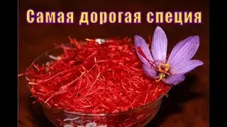 А знаете ли вы - Самая дорогая специя.