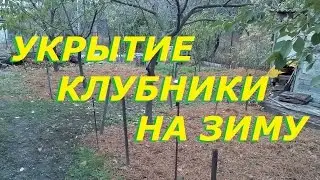 Как и чем дешево укрыть клубнику на зиму