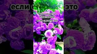 Сделайте это СЕЙЧАС и РОЗЫ зацветут еще раз!