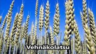 Vehnäkolatsu