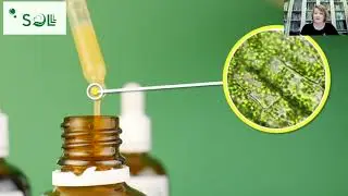 Чем полезен живой клеточный сок пихты 