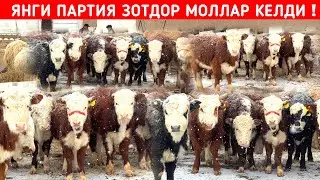 ЯНГИ ПАРТИЯ ЗОТДОР МОЛЛАР КЕЛДИ ХОРАЗМ КОРАКОЛПОК БУ́ЙЛАБ ДАСТАВКА !!! ХОРАЗМ БОЗОР