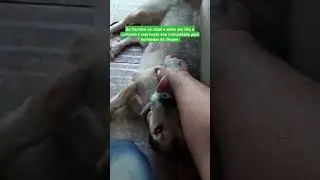 Saga Billy,o cachorro fofinho pt 1