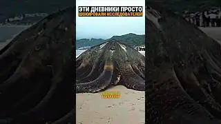 Странные существа на пляжах Аральского моря. К лапе одного из них привязана бутылка...
