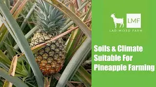 Soil and Climate Suitable for Pineapple Farming