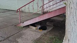 Рудный. кошка Чернушка.осень